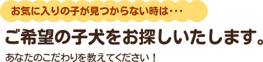 お気に入りの子が見つからない・・・そんな時は！ご希望の子犬をお探しいたします。