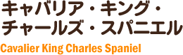 キャバリアキングチャールズスパニエル