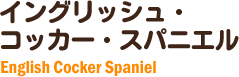 イングリッシュコッカースパニエル