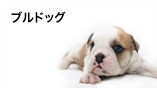 ブルドッグ