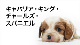 キャバリア・キング・チャールズ・スパニエル