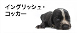 イングリッシュ・コッカー