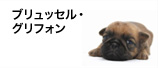 ブリュッセル・グリフォン