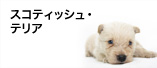 スコッチ・テリア