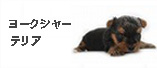 ヨークシャテリア